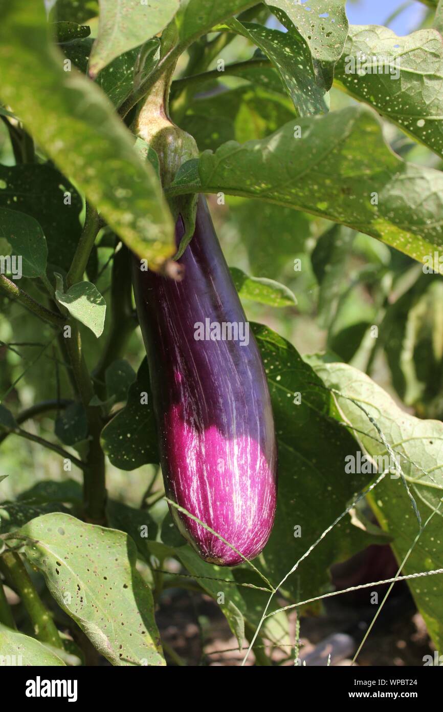 Farm fresh purple eggplant, aubergine,brinjal produce growing at the