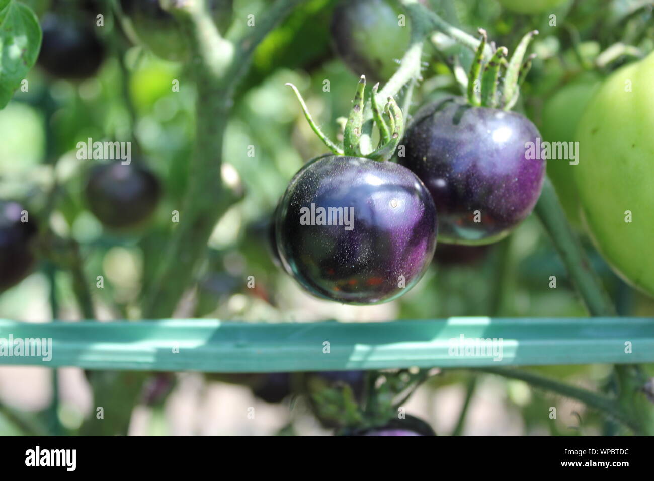 Farm fresh purple cherry tomatoes growing at the local community garden. Stock Photo
