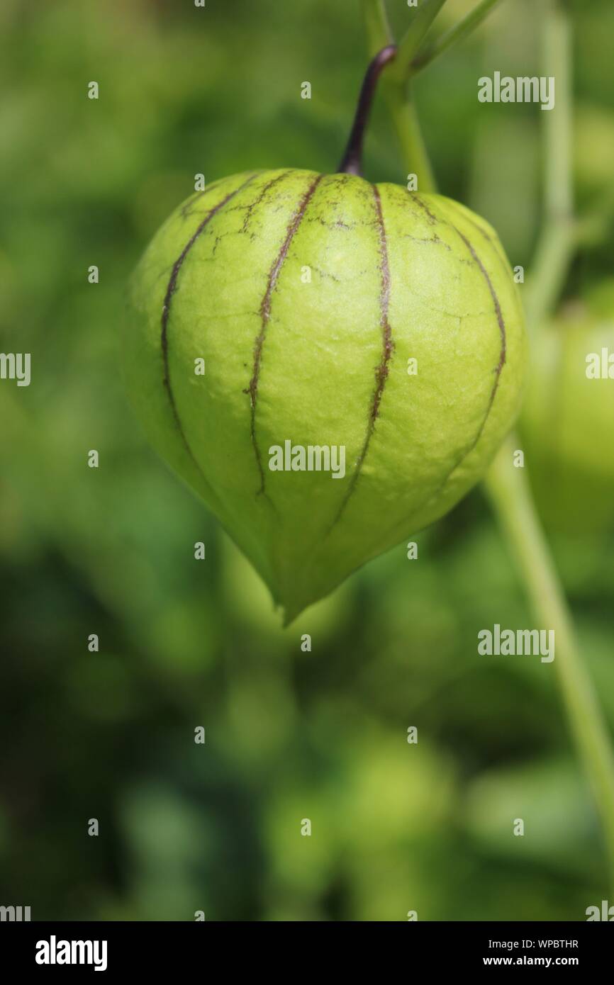 Farm fresh green tomatillos, Mexican husk tomato, produce growing on the vine at the local community garden. Stock Photo