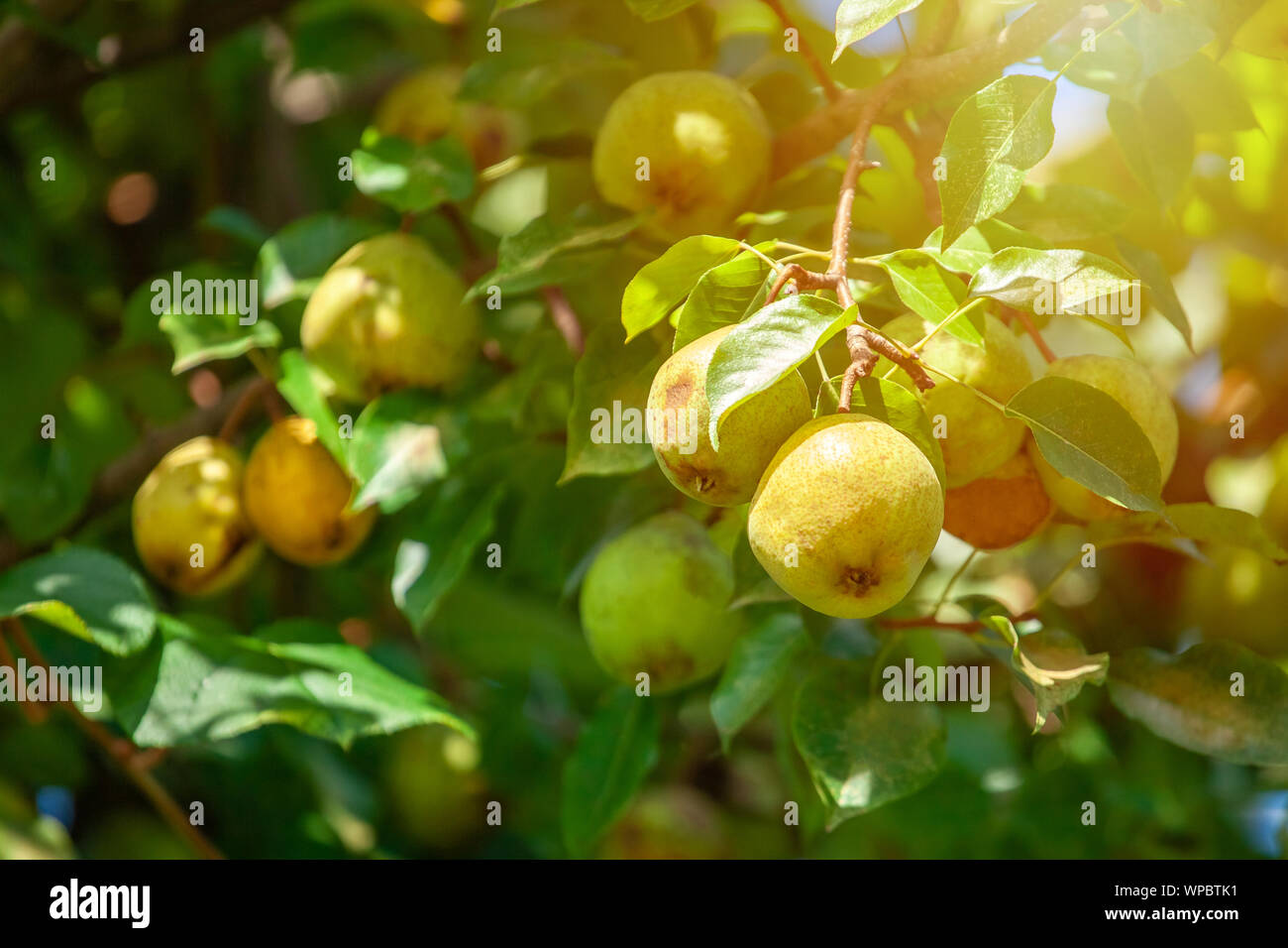 small unripe fruit of a pear tree grows in the garden. Agriculture. Stock Photo