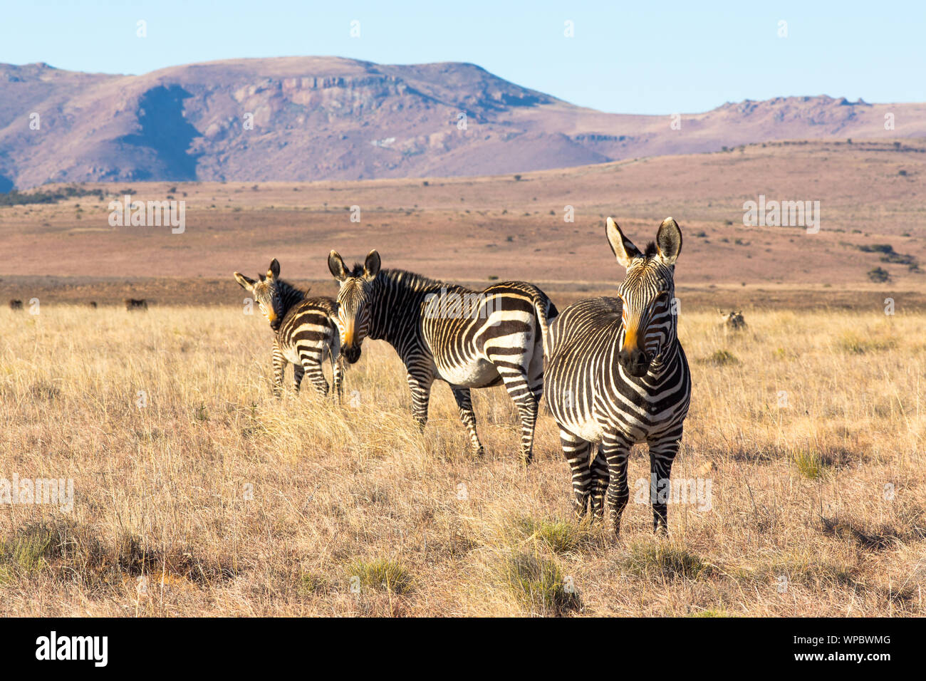 A group of Cape Mountain Zebra pause on the upper plains of the Kranskop Loop in Mountain Zebra National Park, South Africa. Stock Photo