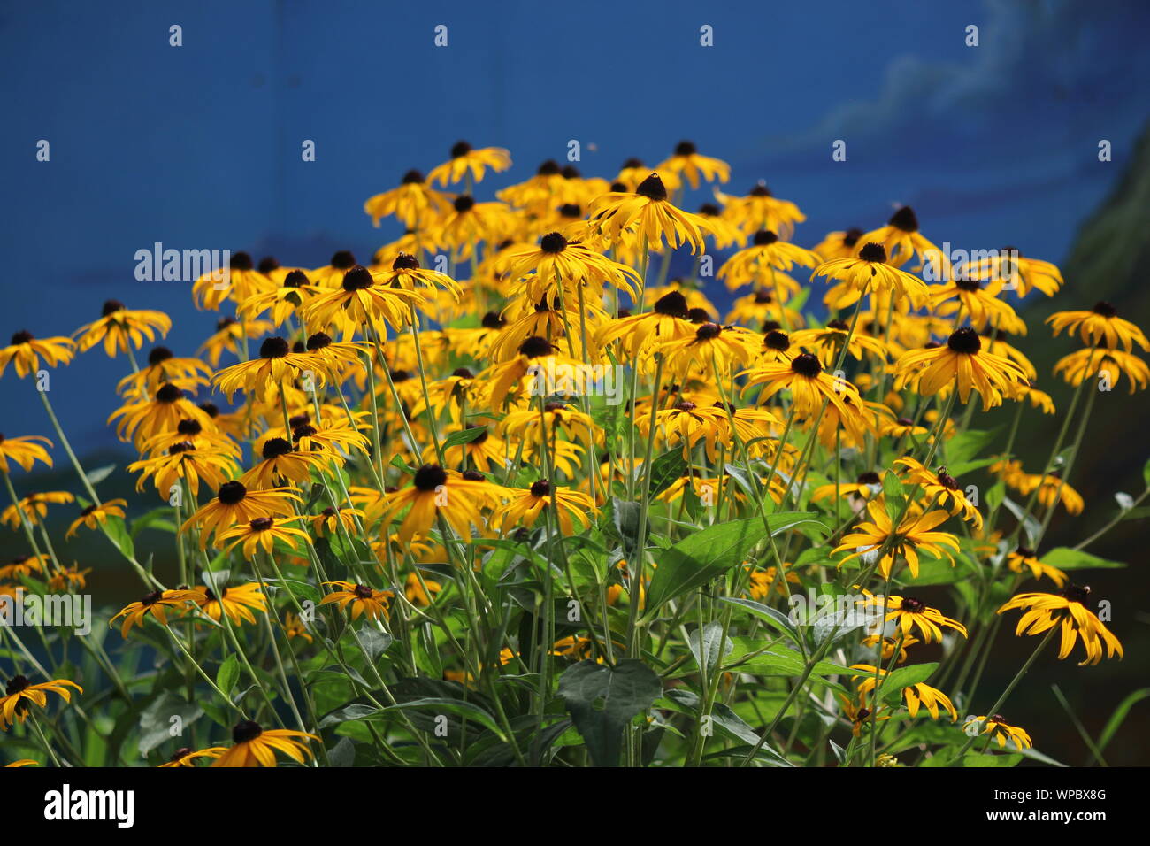 Brown Eyed Susans High Resolution Stock Photography and Images Alamy