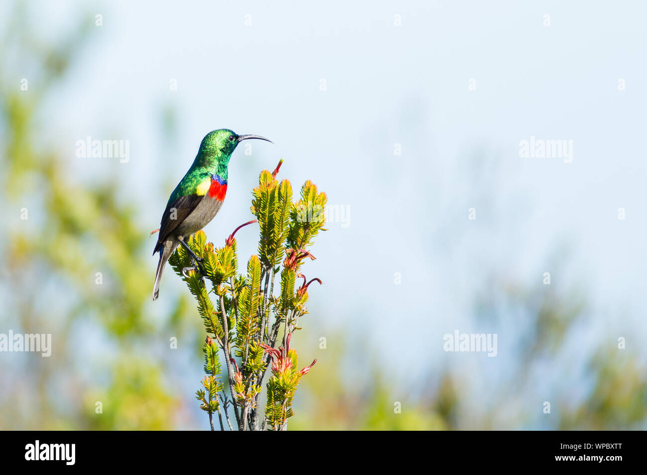 A greater double-collared sunbird pauses at it flits between branches near the cliffs at Krantshoek, South Africa Stock Photo