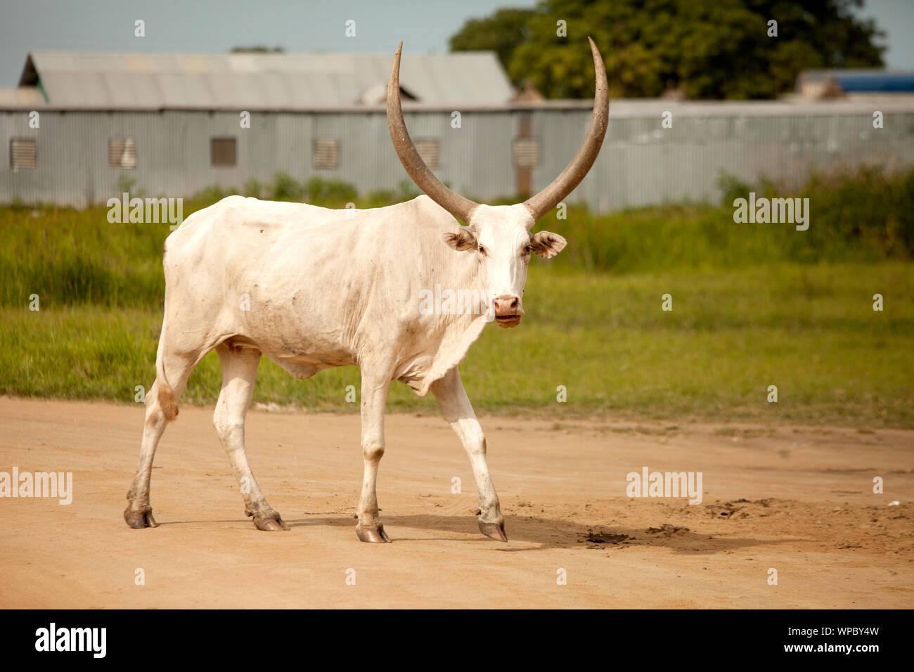 Ankole-watusi cow walking down road in remote area of South Sudan. Stock Photo