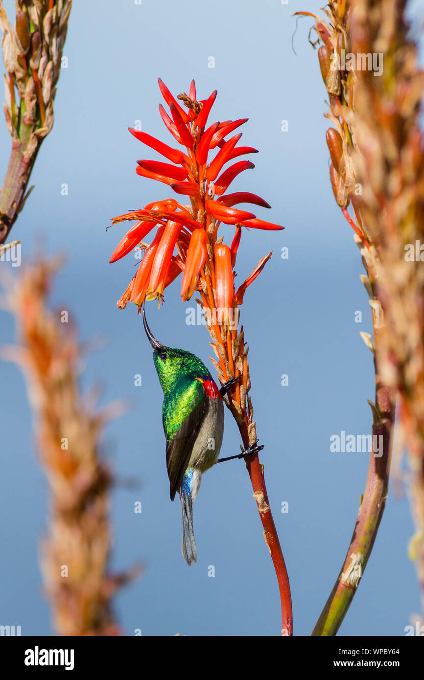 A greater double-collared sunbird (cinnyris afer) angles up into the bells of aloe on the Tsitsikamma coast, South Africa  Processing: crop, saturation, curves Stock Photo