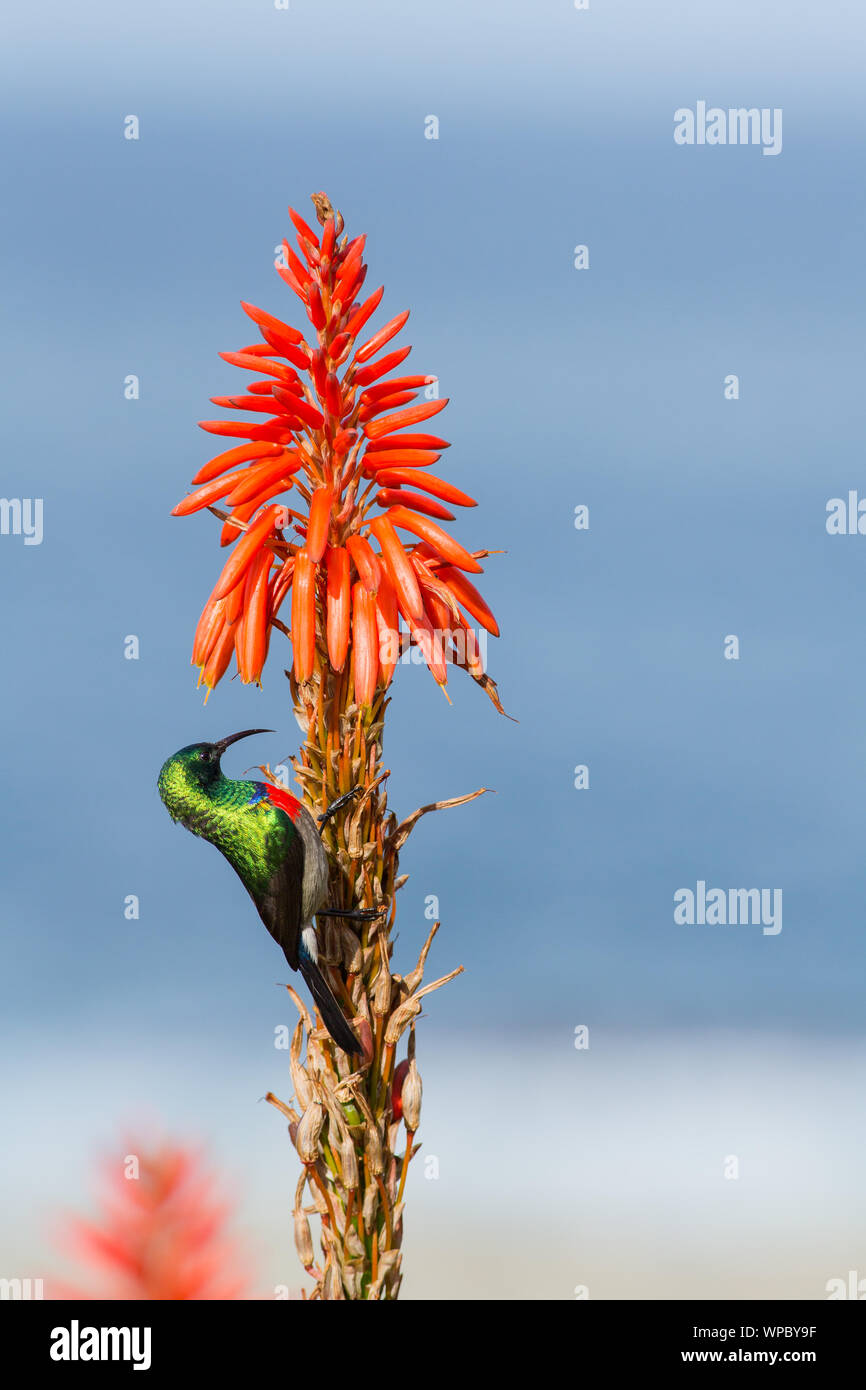 A greater double-collared sunbird angles up into the bells of aloe on the Tsitsikamma coast, South Africa Stock Photo