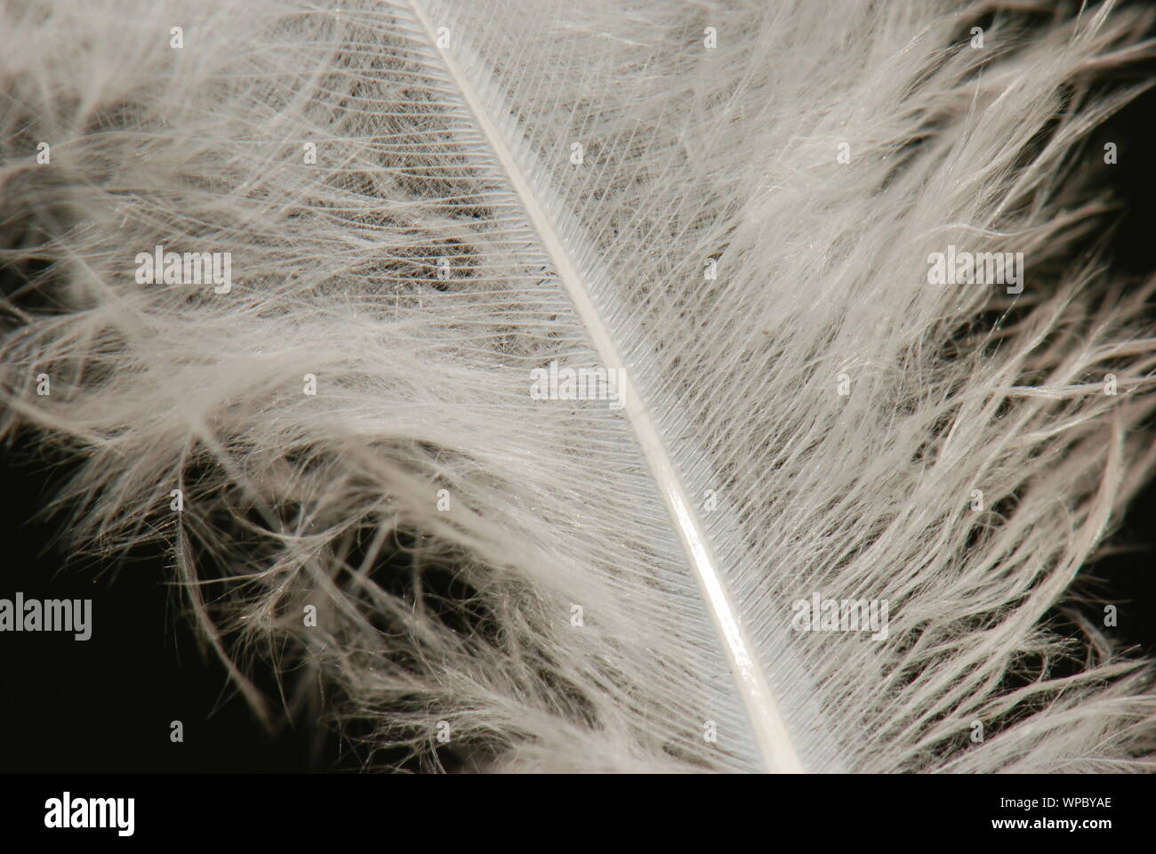 White feather on black background Stock Photo