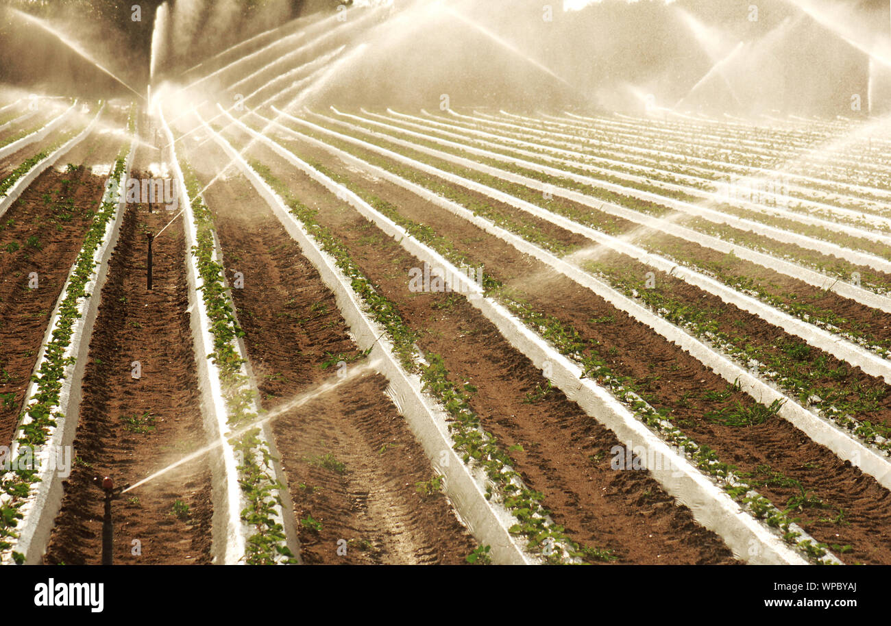 automatically sprinkler pipeline on agriculture field Stock Photo Alamy