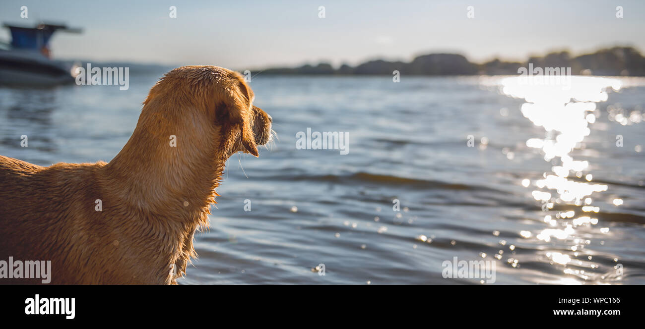 Small yellow dog standing on the beach by the water Stock Photo