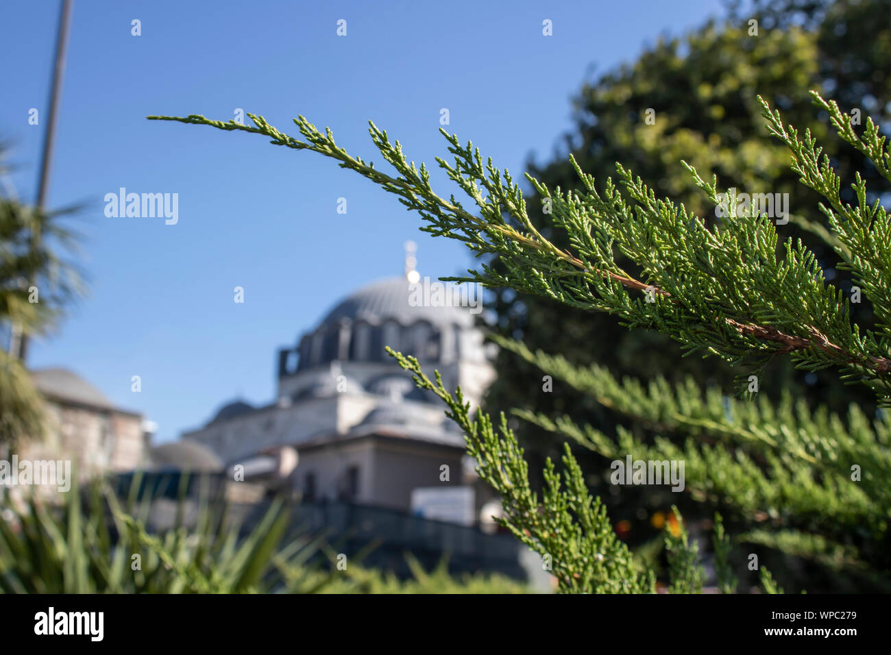 Close-up of branches of Western red cedar tree. Picture of blurred mosque in background. Stock Photo