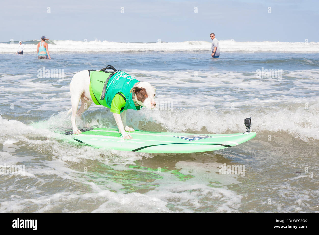 Del Mar California Usa 8th Sep 2019 Surfing Dogs At The