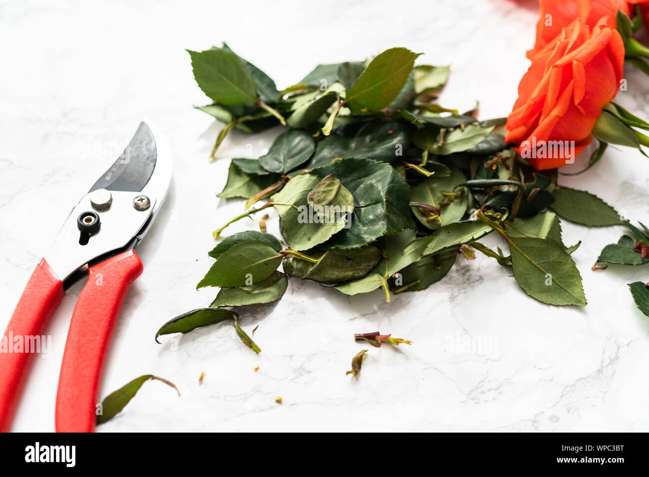 Flat lay. Florist pruning red roses with small shears for arranging ...