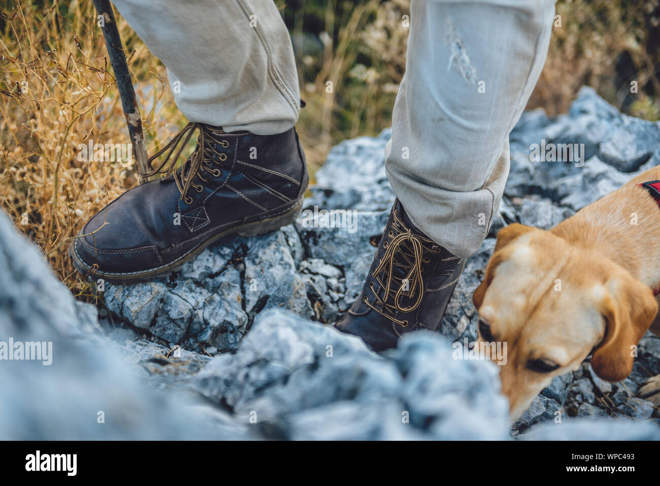 Hikers boots and yellow dog climbing on mountain Stock Photo Alamy