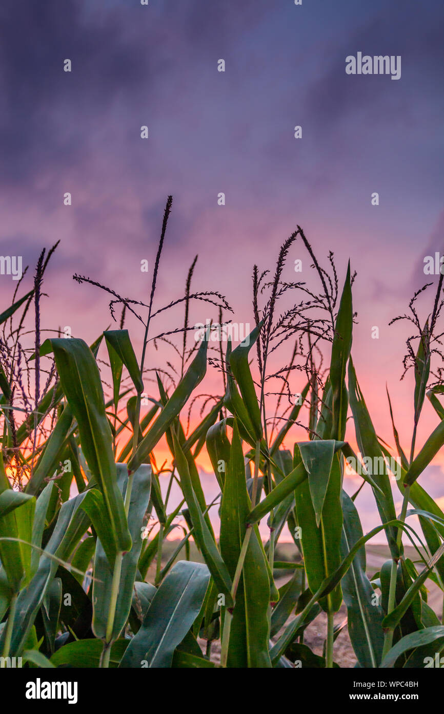 Nebraska corn field hires stock photography and images Alamy