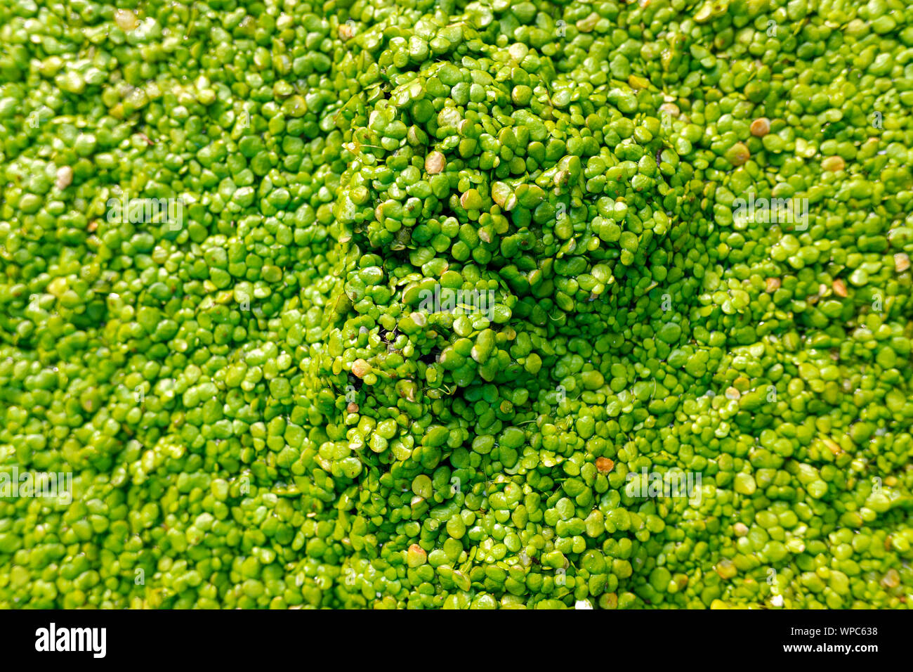 Macro of many green round leaves of aquatic plant, Lemnoideae, growing on the water of a stream. Stock Photo