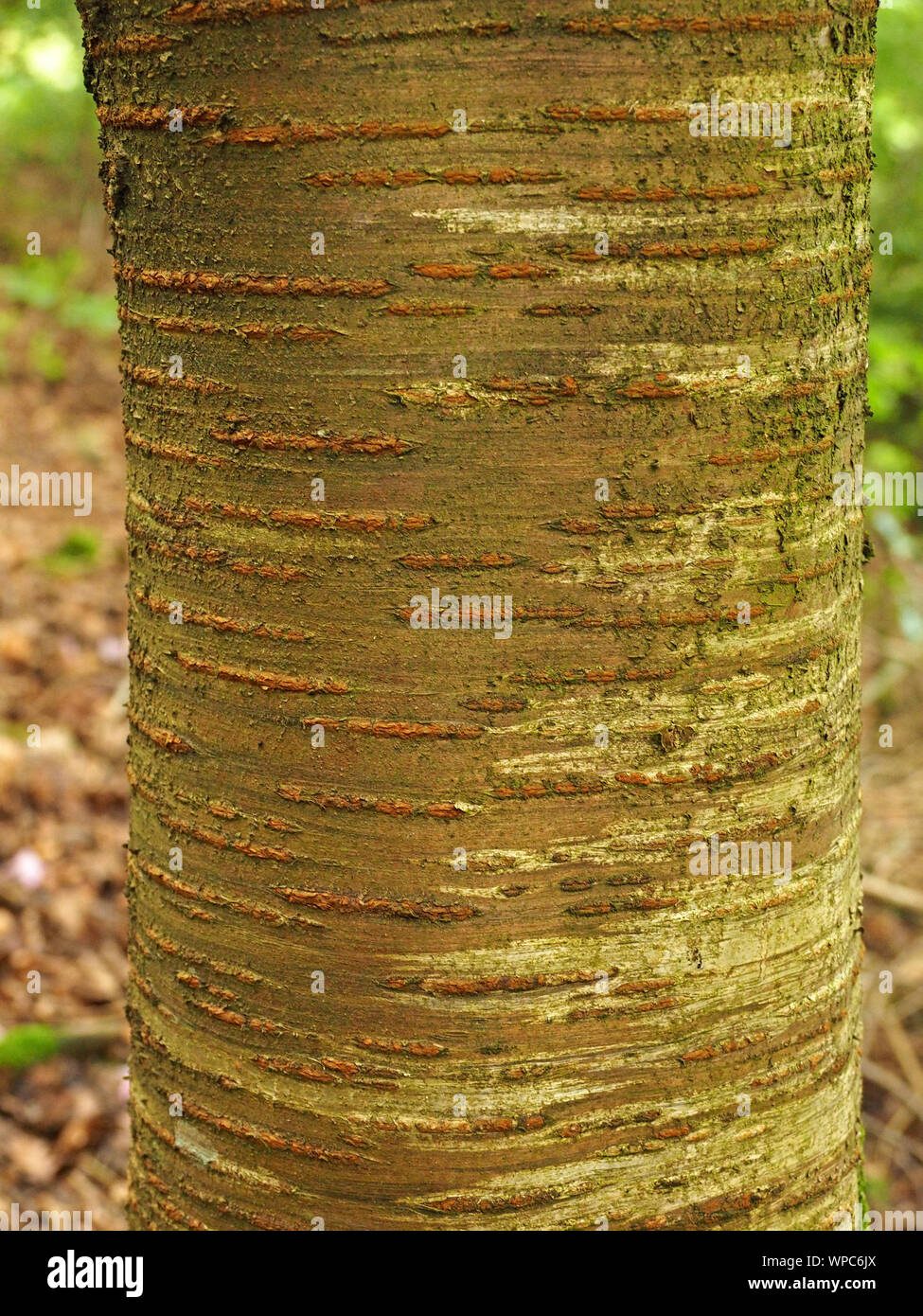 rings of brown lenticular cells form horizontal rings on grey green bark of  ornamental Cherry tree (Prunus species) in Cumbrian woodland, England,UK Stock Photo