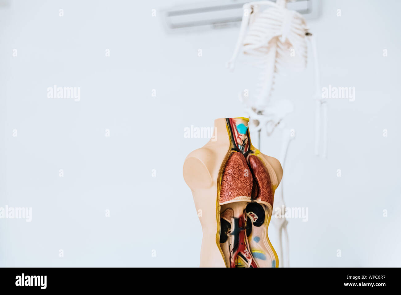 Anatomy class to children of primaría with a dummy of the human body Stock Photo Alamy