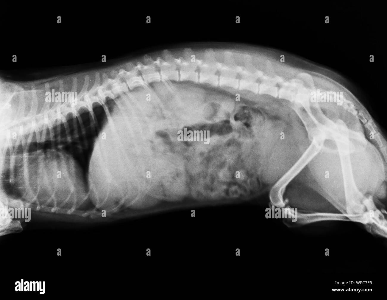 Veterinary Industry. Australian Silky Terrier Dog Spine X Ray Image. Side View. Pets Healthcare. Stock Photo