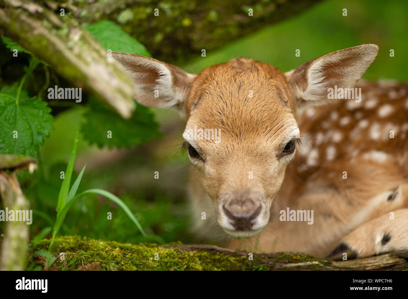 baby deer face