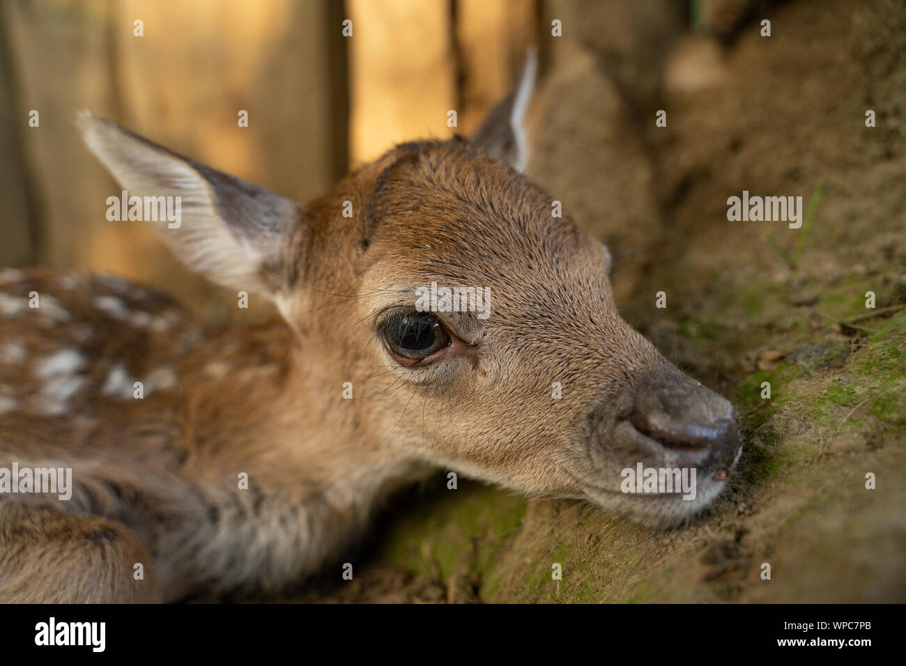 Fallow deer fawn head from closeup view. Newborn cute baby animal Stock  Photo - Alamy