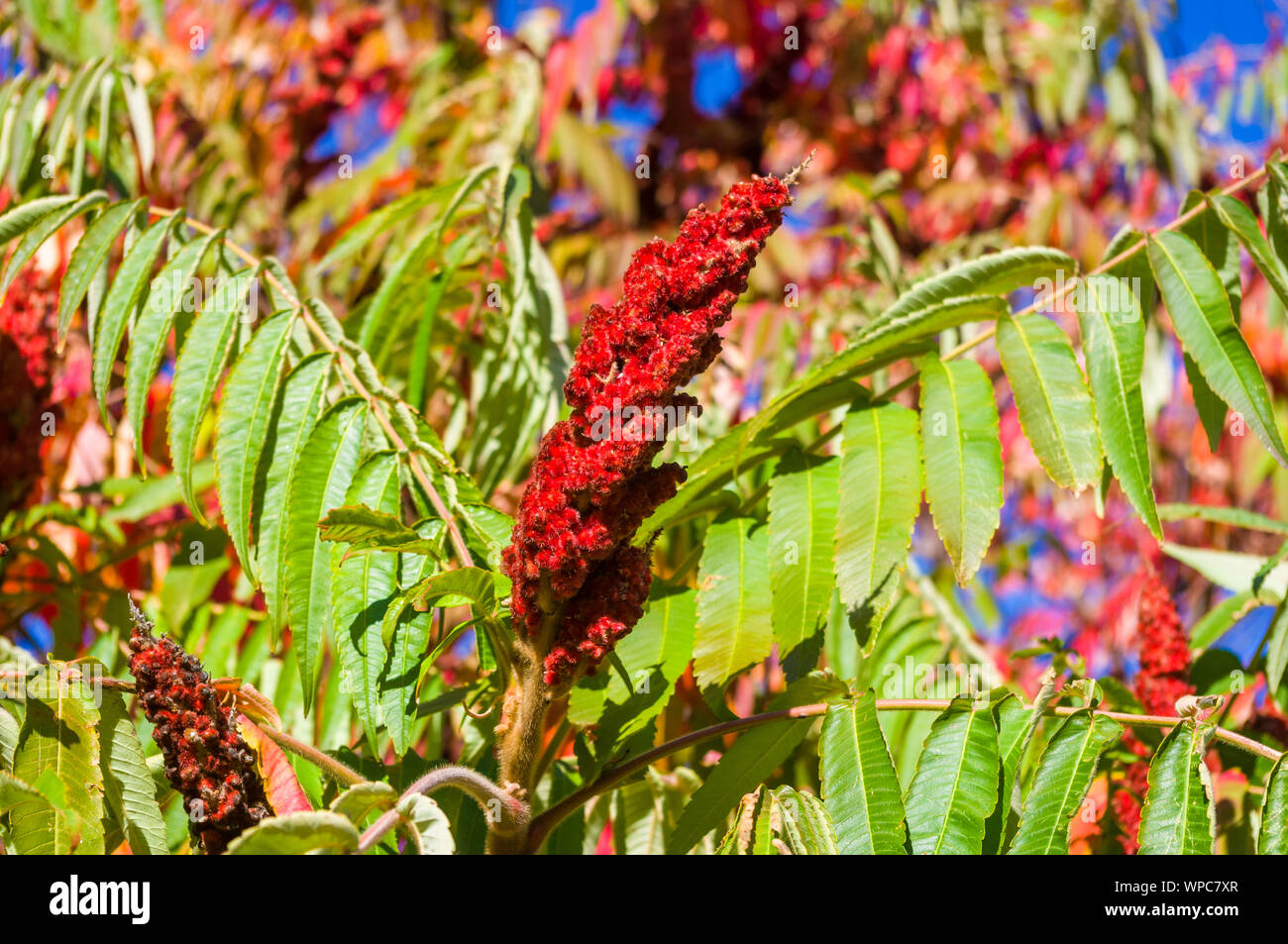 Autumn red and yellow colors of the Rhus typhina, Staghorn sumac