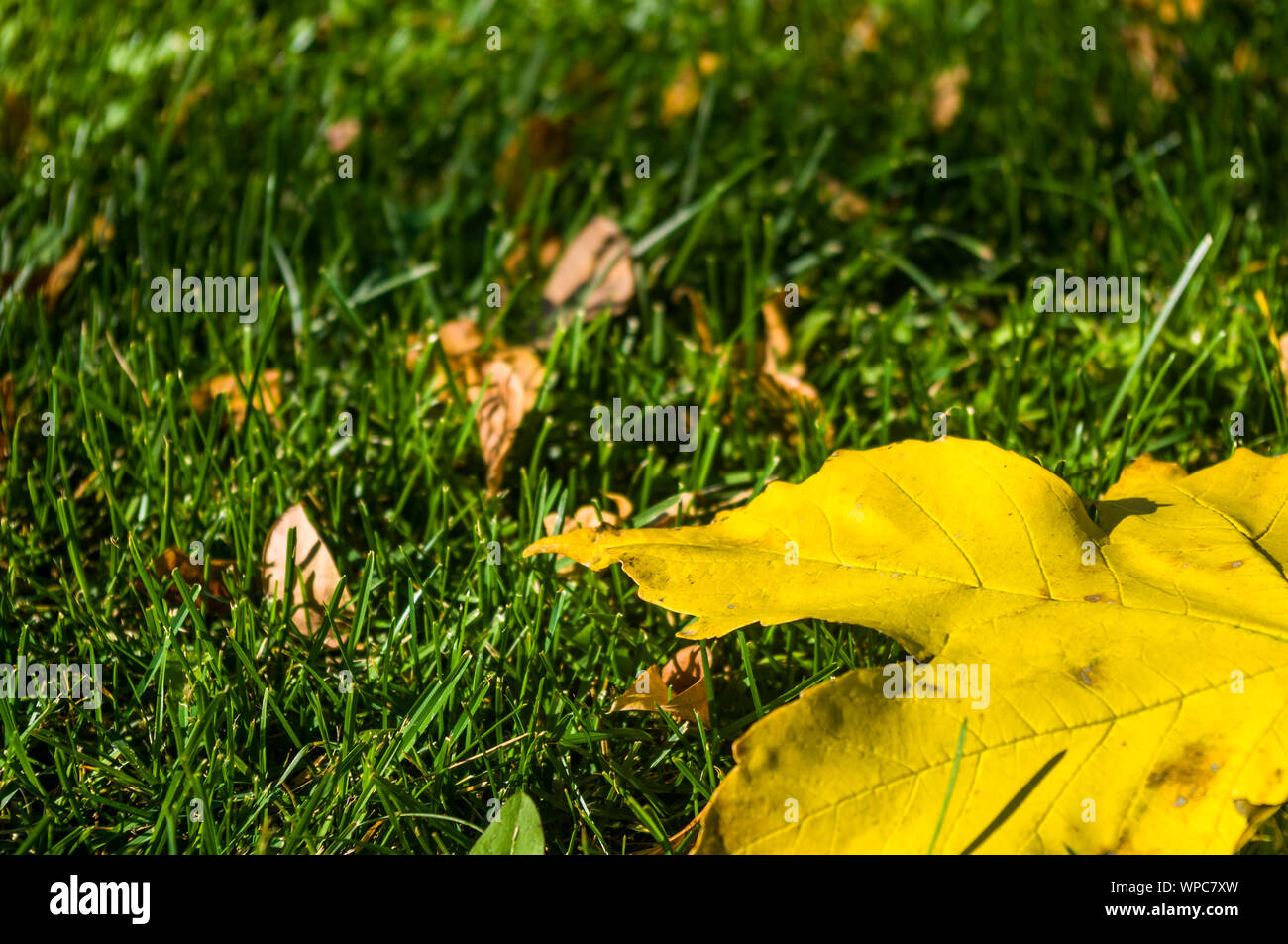 landscape of early autumn, the old Park, trees, green grass, bright red and yellow leaves Stock ...