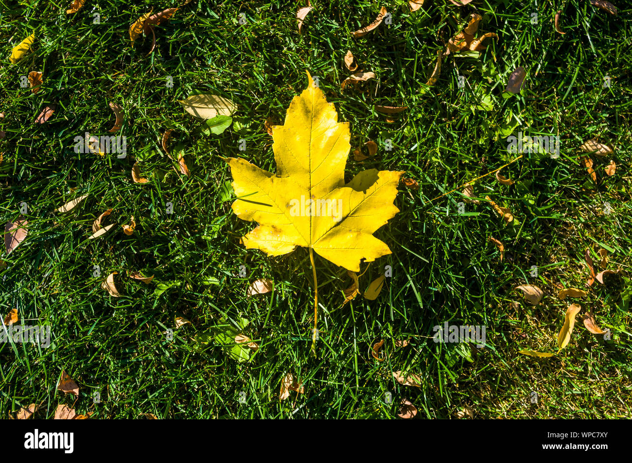 landscape of early autumn, the old Park, trees, green grass, bright red and yellow leaves Stock ...