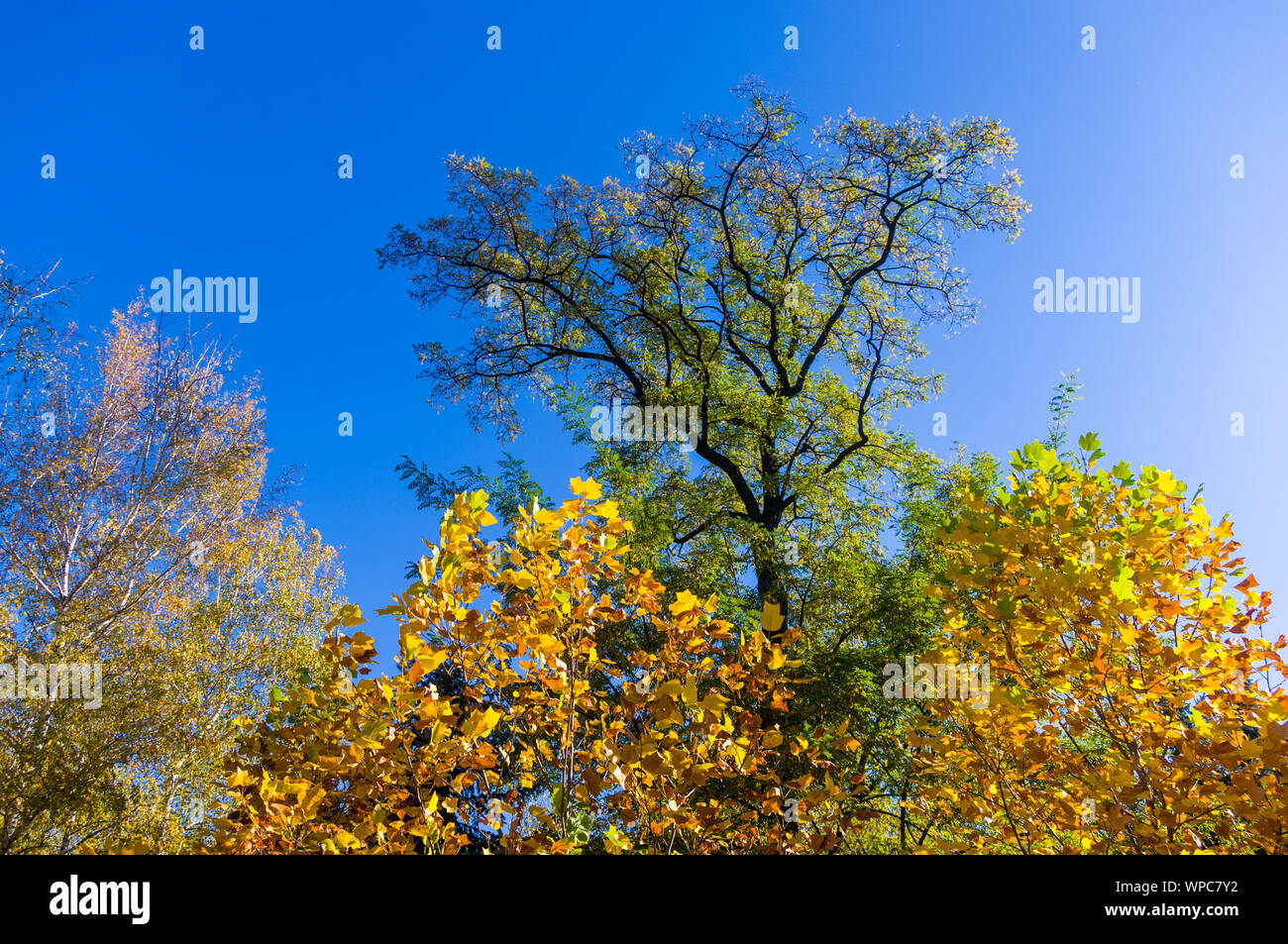 Autumn urban landscape on a Sunny day - yellow autumn trees in the Park, colorful red and orange ...