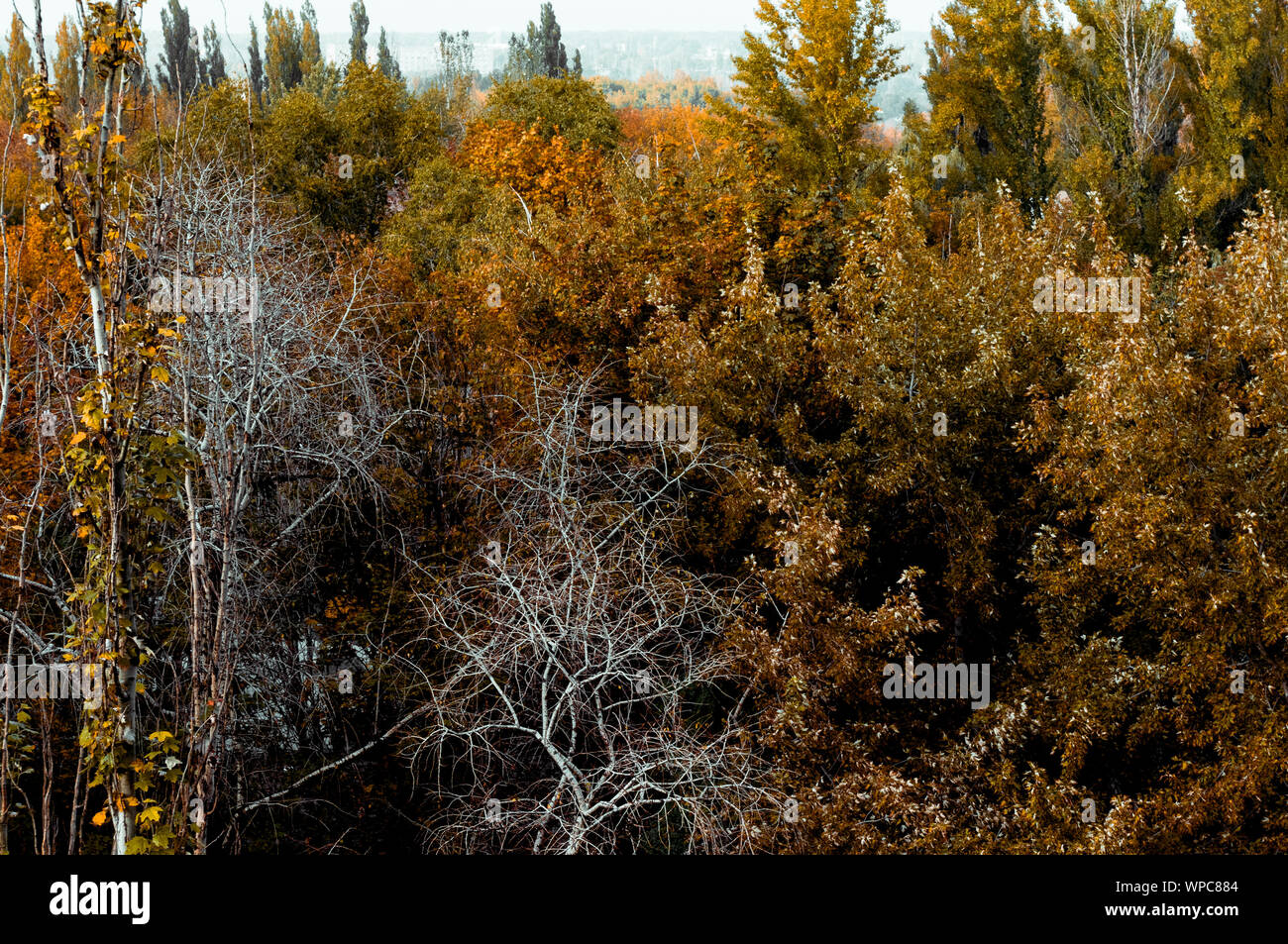 Autumn urban landscape on a Sunny day - yellow autumn trees in the Park, colorful red and orange ...