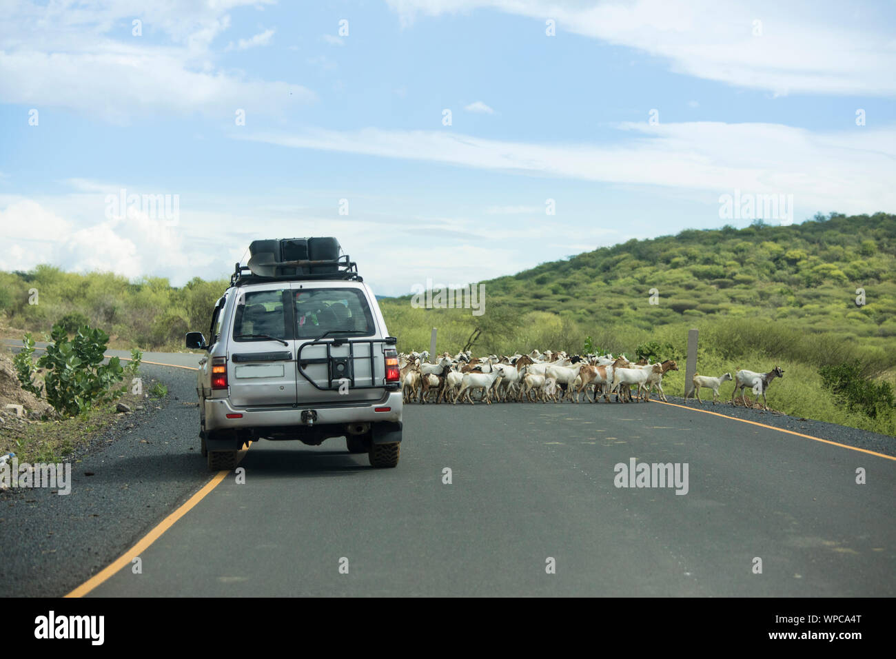 Off road vehicle drives around a herd of goats in the remote border region between Kenya and Ethiopia. Stock Photo