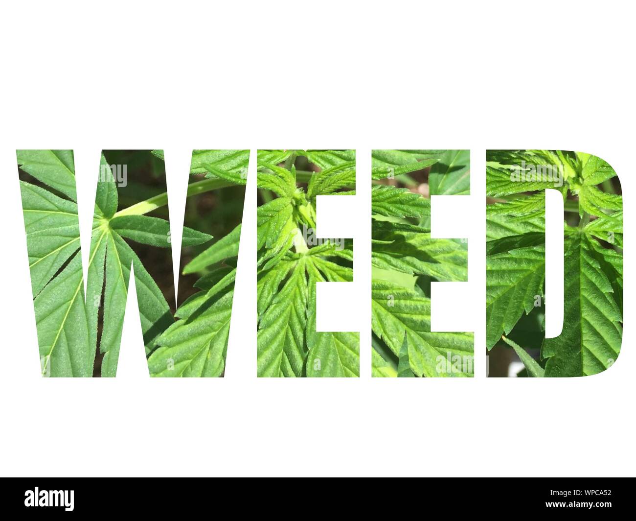 Weed typography with marijuana leaves in the text Stock Photo