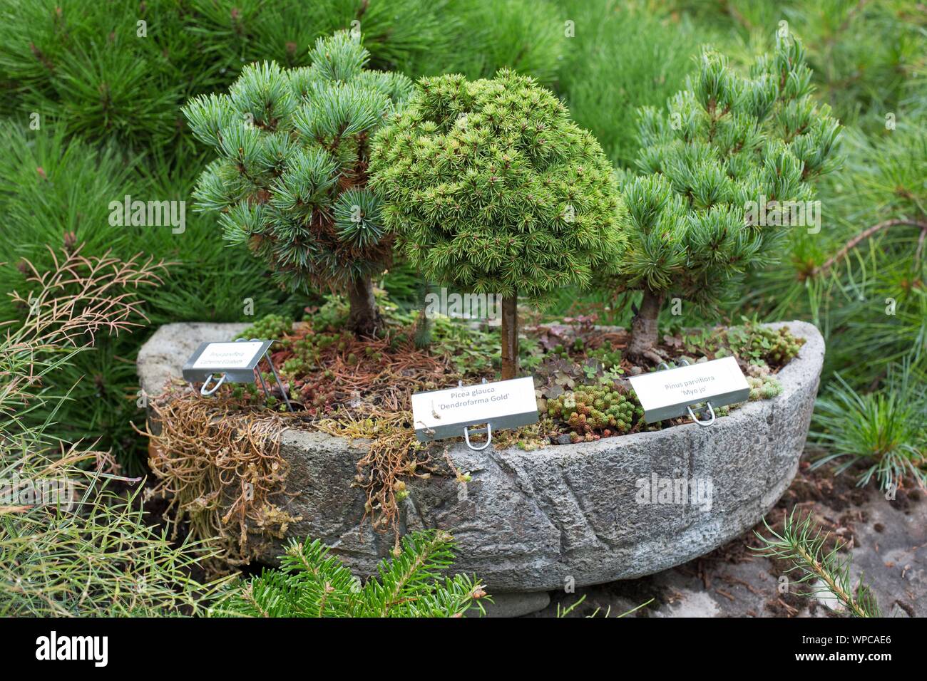 A container with several varieties of dwarf conifers, in the Conifer Garden, at the Oregon Garden in Silverton, OR, USA. Stock Photo