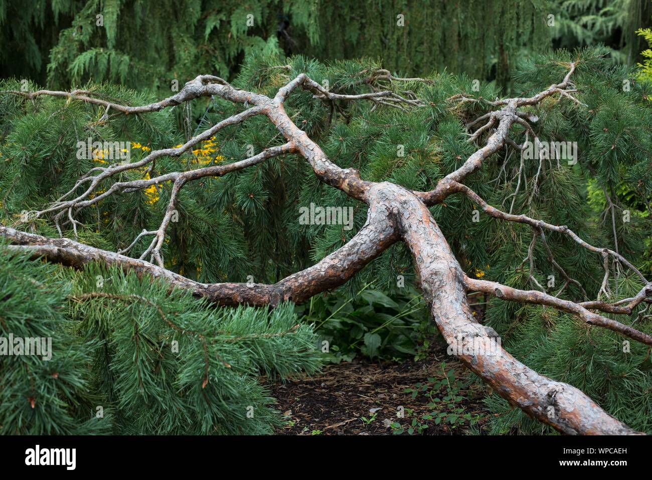 Pinus sylvestris 'Mitsch Weeping' Scots pine tree. Stock Photo