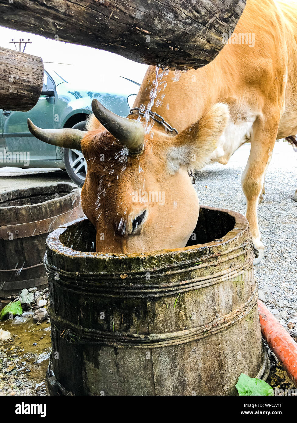 Cow head bucket hires stock photography and images Alamy