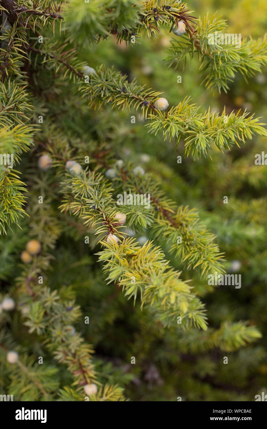 Juniperus conferta 'All Gold', close up. Stock Photo
