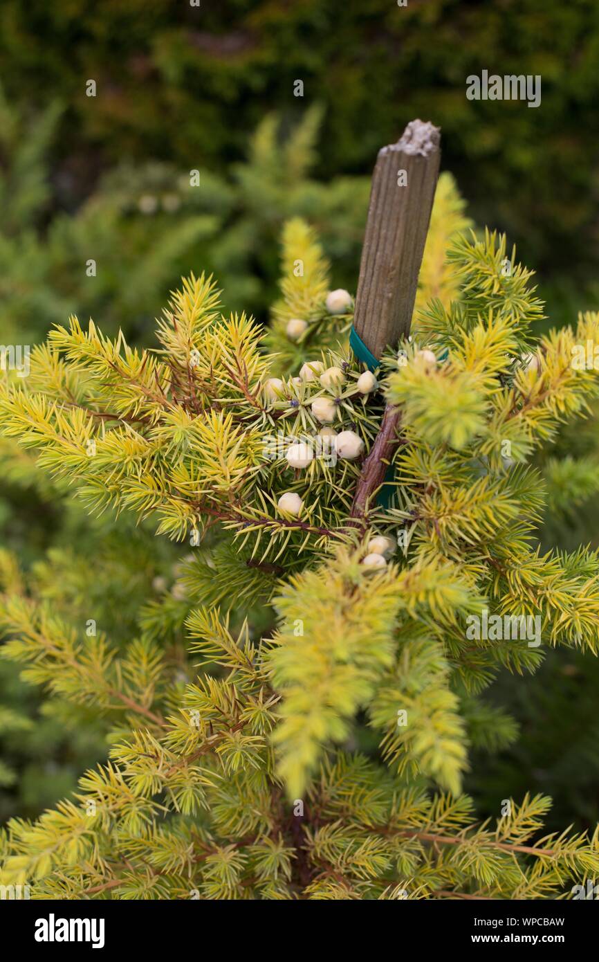 Juniperus conferta 'All Gold', close up. Stock Photo