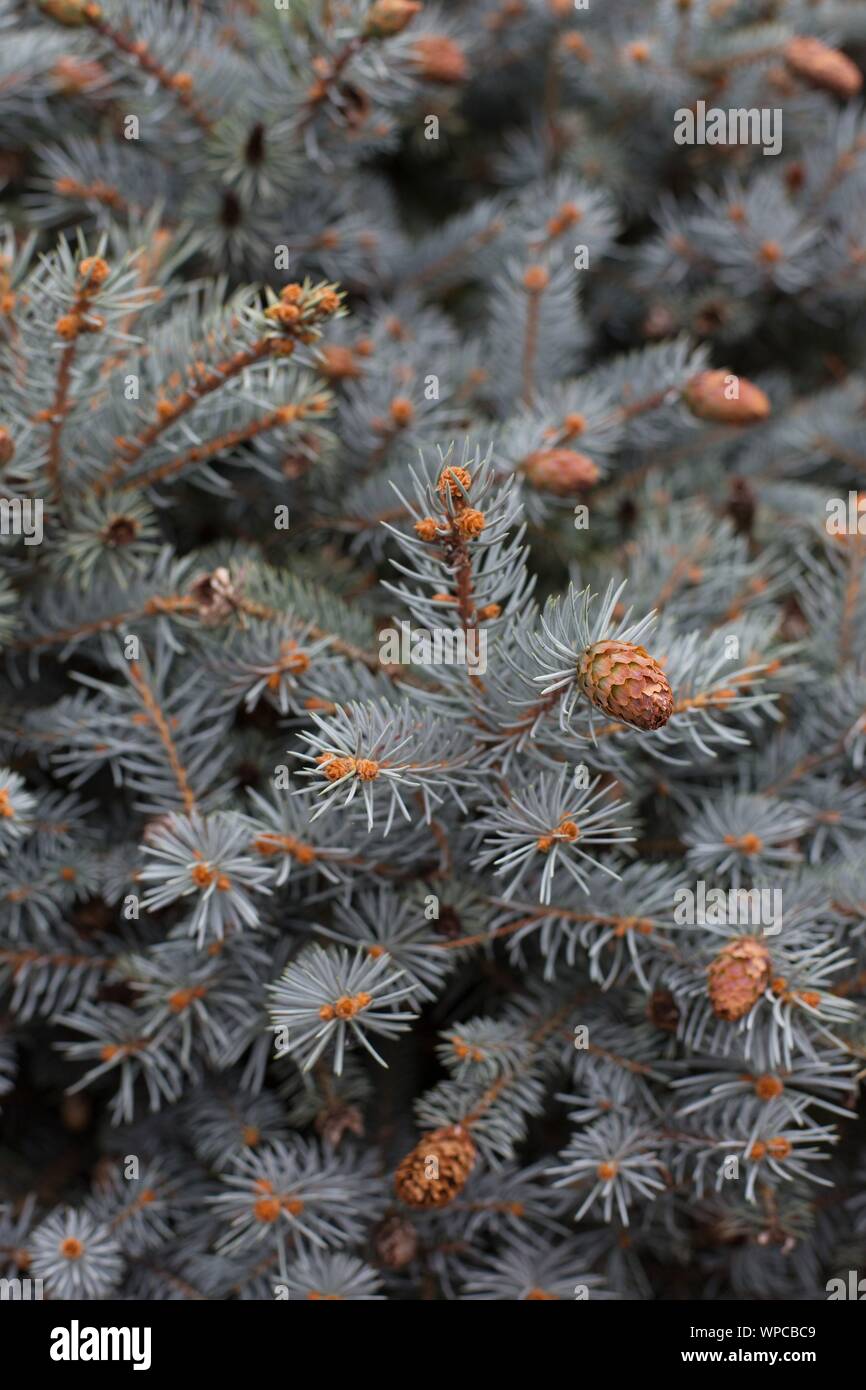 Picea pungens 'Ruby Teardrops'. Stock Photo