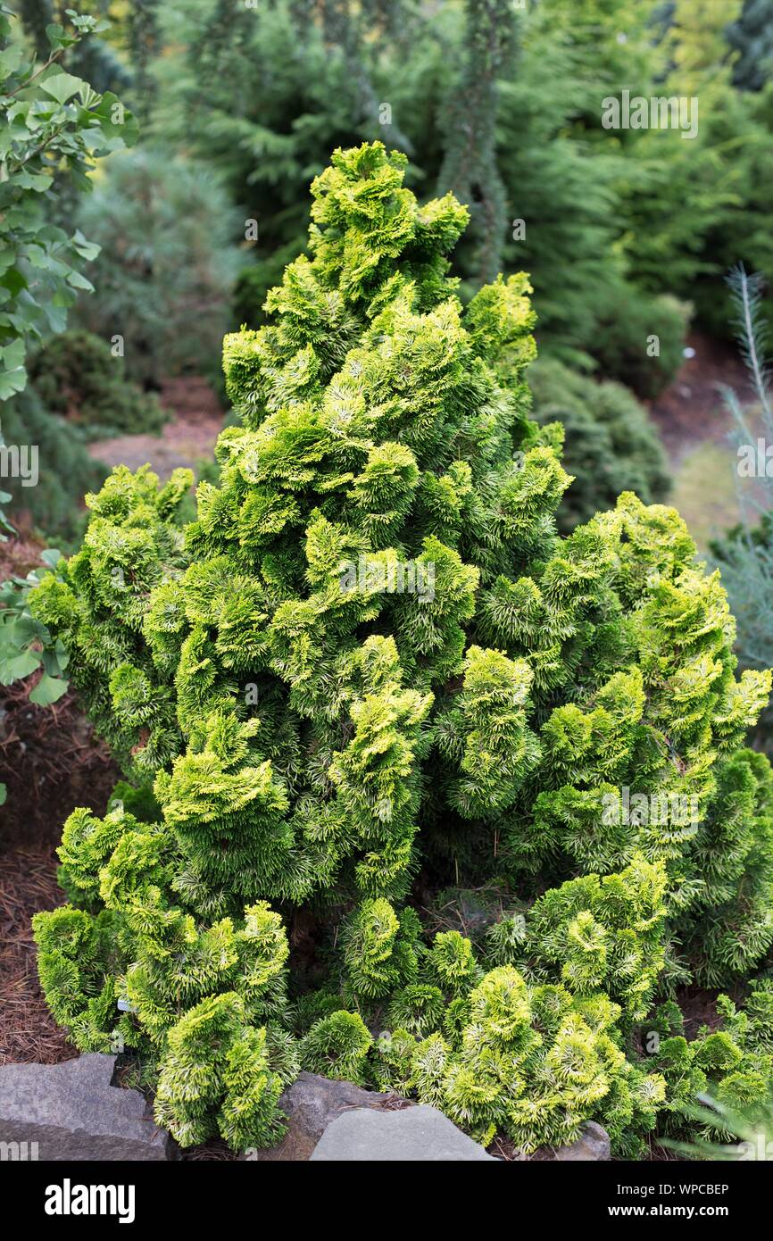 Chamaecyparis obtusa 'Lynn's Golden Ceramic Christmas Tree'. Stock Photo