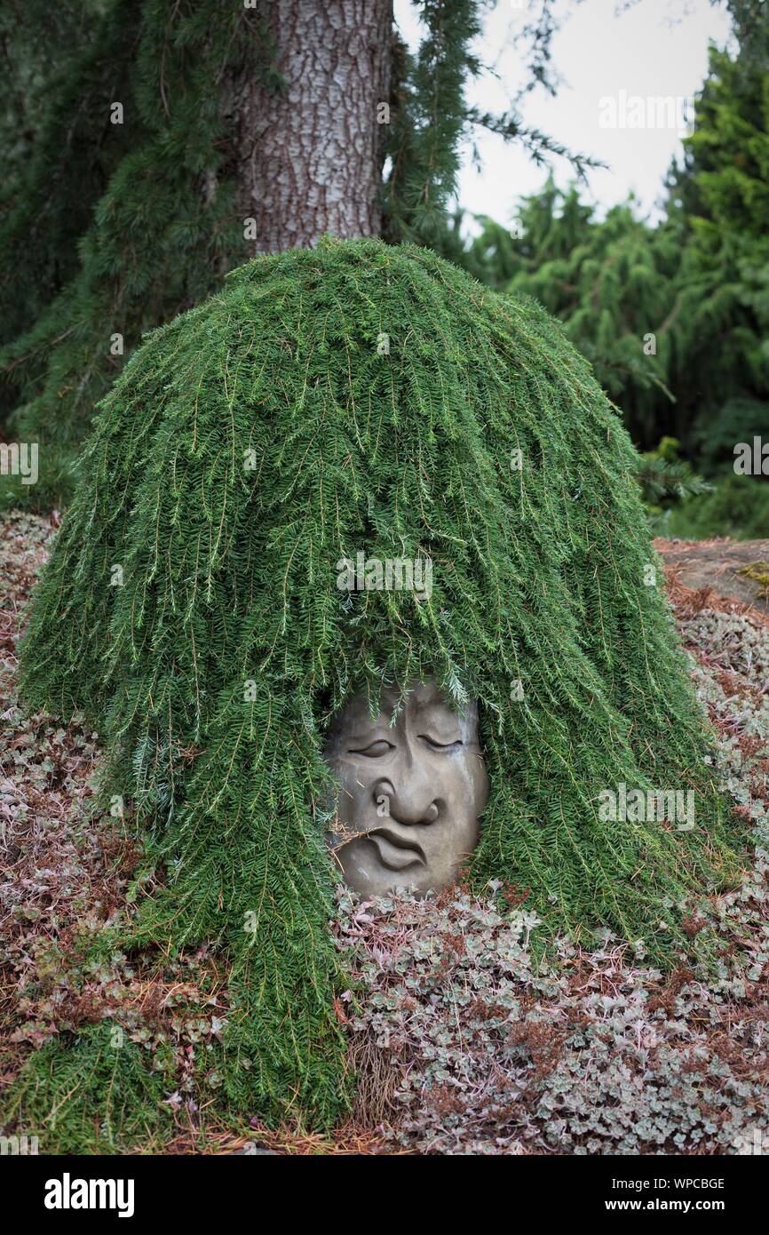 Tsuga heterophylla 'Thorsen's Weeping' grown to look like hair on a carved stone head, at the Oregon Garden in Silverton, OR, USA. Stock Photo