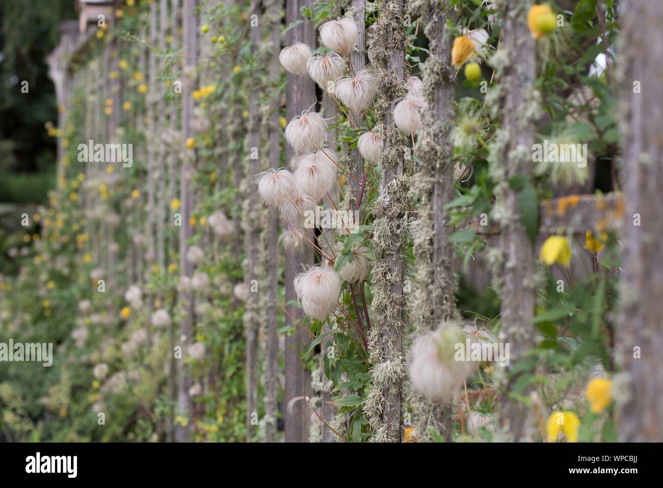 Lattice covered with dying clematis and ground cherries, at the Oregon Garden in Silverton, OR, USA. Stock Photo