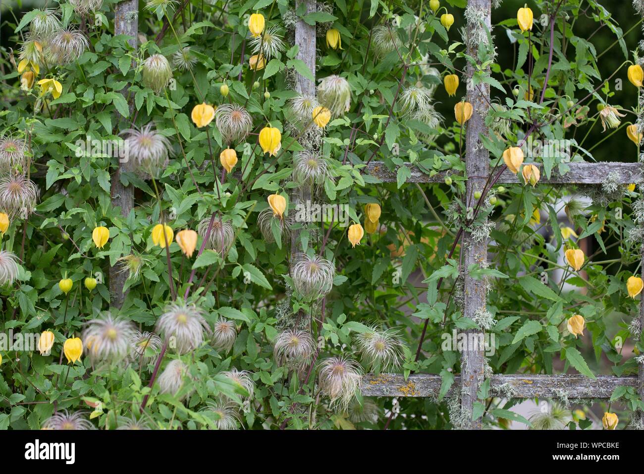 Lattice covered with dying clematis and ground cherries, at the Oregon Garden in Silverton, OR, USA. Stock Photo