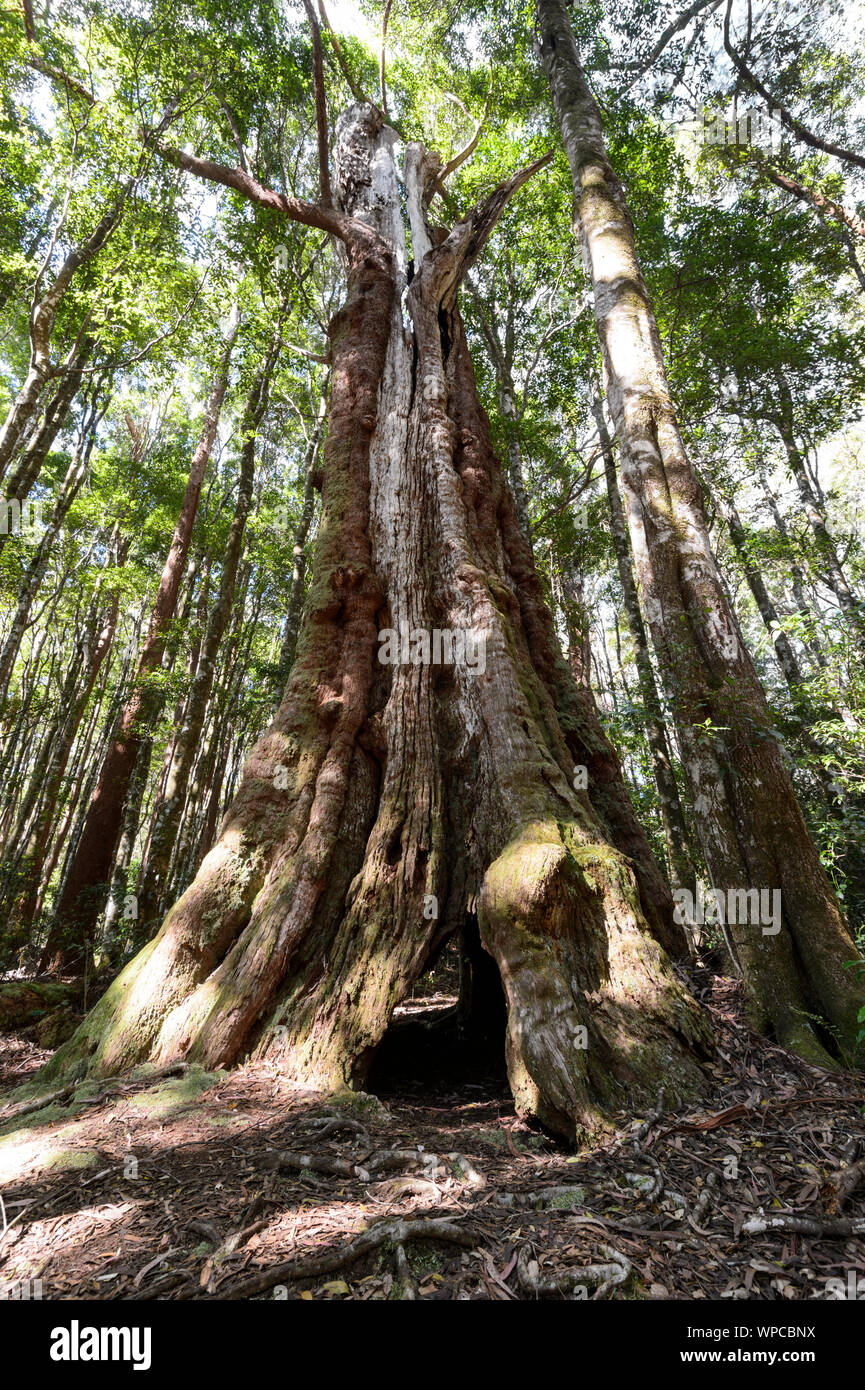 Tall large old hollow tree in the rainforest, Springbrook National Park, World Heritage Area, Gold Coast Hinterland, Queensland, QLD, Stock Photo