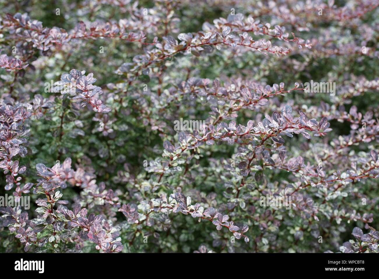 Berberis thunbergii 'Rose Glow' - rose glow Japanese barberry, close up. Stock Photo