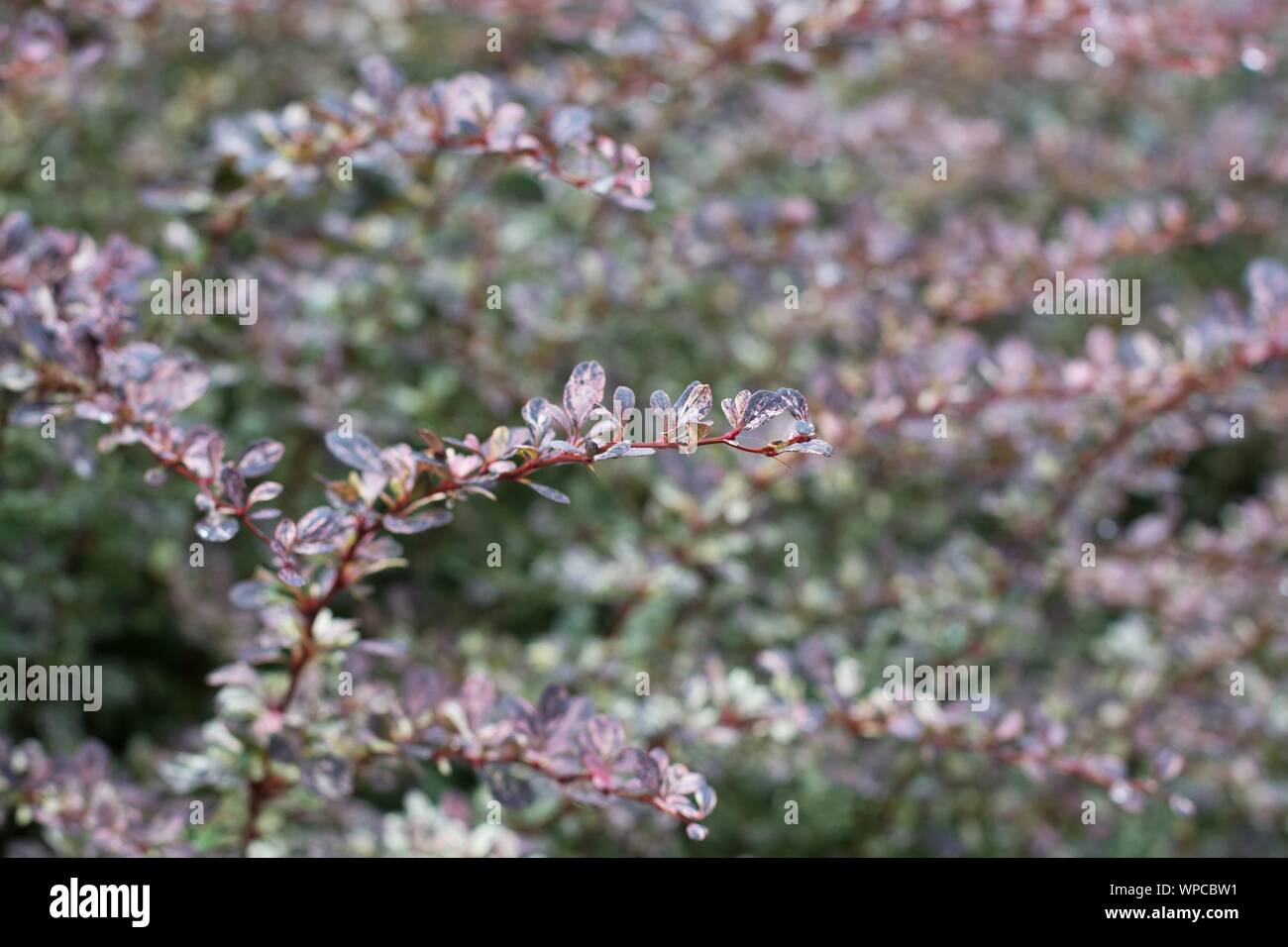 Berberis thunbergii 'Rose Glow' - rose glow Japanese barberry, close up. Stock Photo