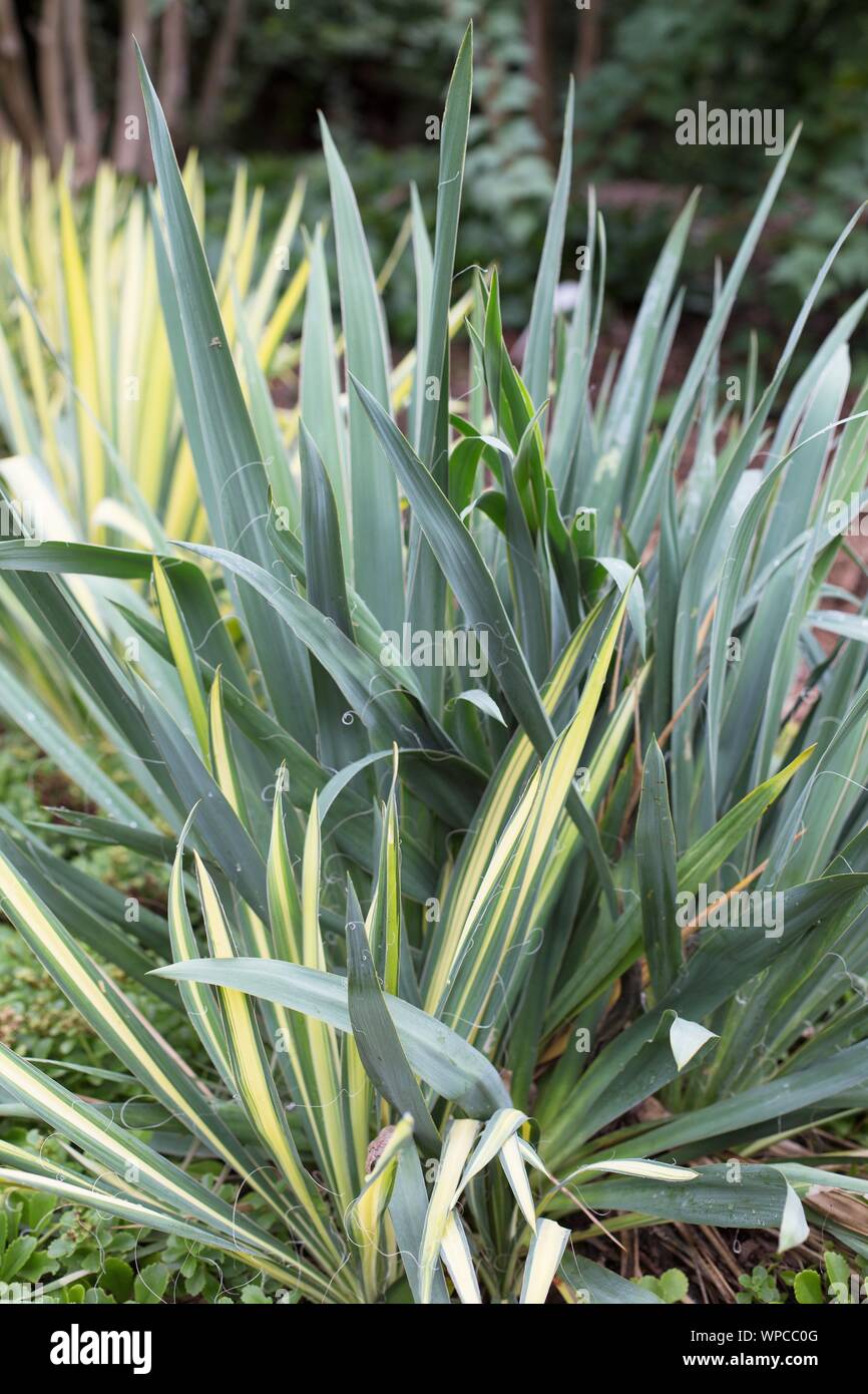 Yucca filamentosa 'variegated adam's needle'. Stock Photo