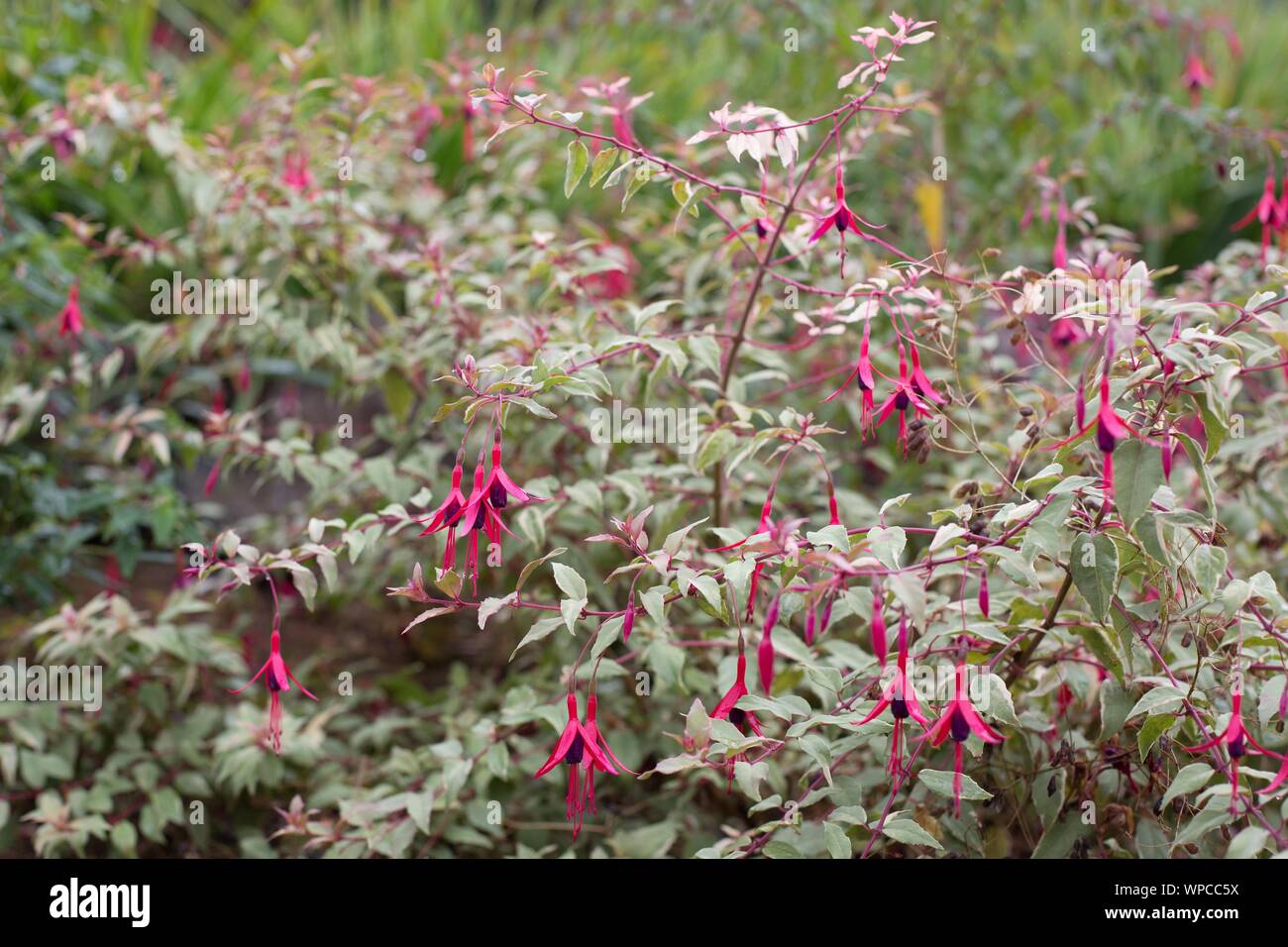 Hardy fuchsia magellanica 'Gracilis Variegata'. Stock Photo