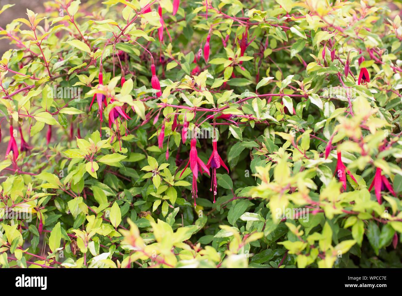 Fuchsia magellanica ‘Aurea’. Stock Photo