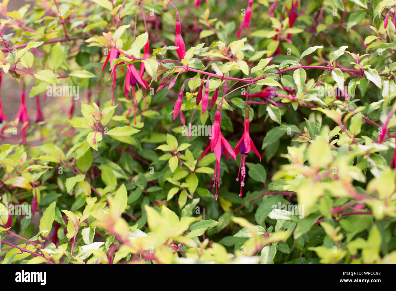 Fuchsia magellanica ‘Aurea’. Stock Photo