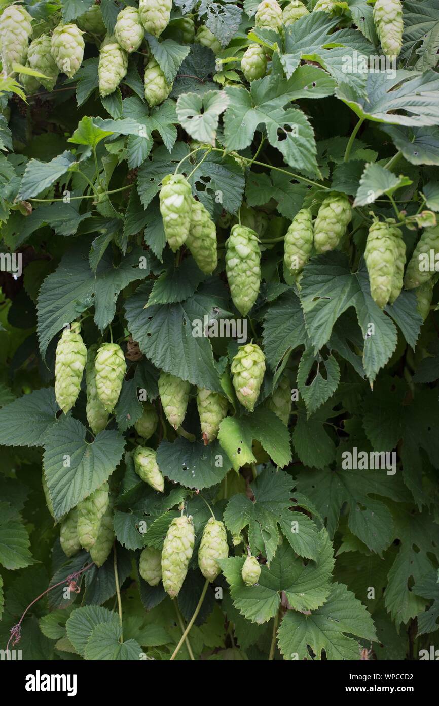 Humulus lupulus common hops plant Stock Photo Alamy