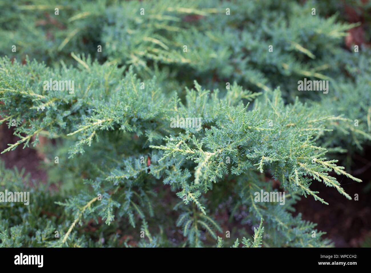 Juniperus x media 'Daub's Frosted' juniper Stock Photo Alamy